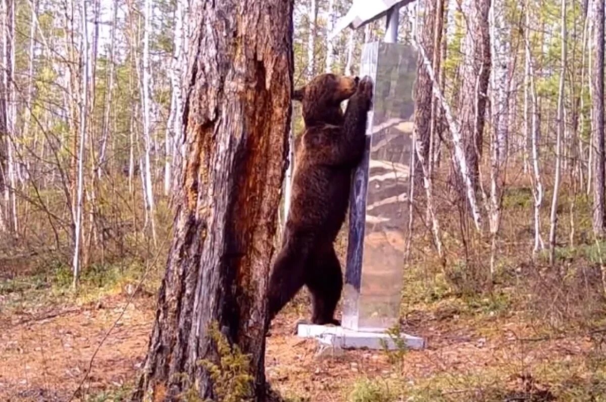    Медведь подрался со своим отражением в заповеднике Красноярского края