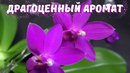 Ароматная драгоценность. Phalaenopsis Sapphire's Galah