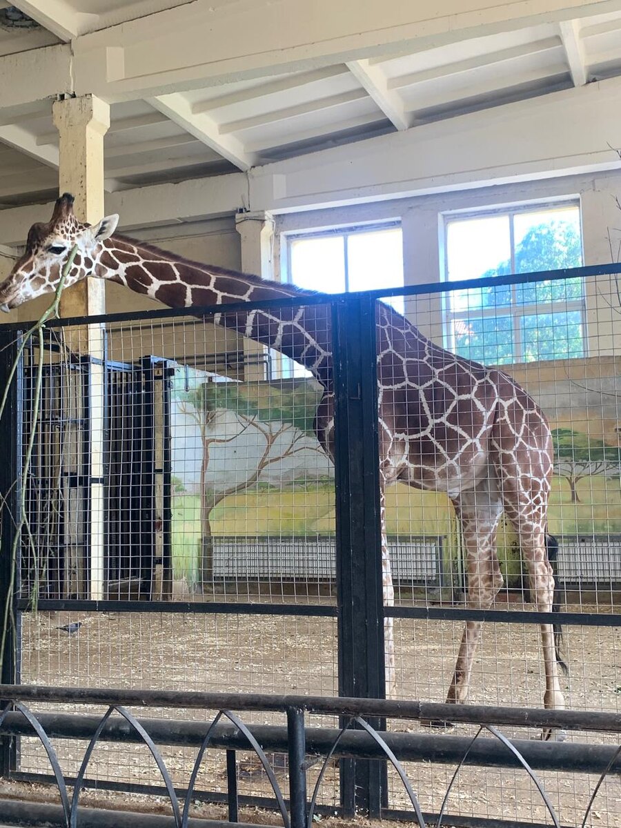 Зоопарк Калининград.