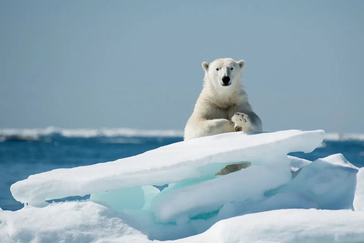 A polar bear. Photo by Grigory Tsidulko