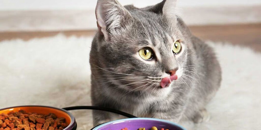 Можно ли кормить кота разными кормами: почему ветеринары настаивают на одном?