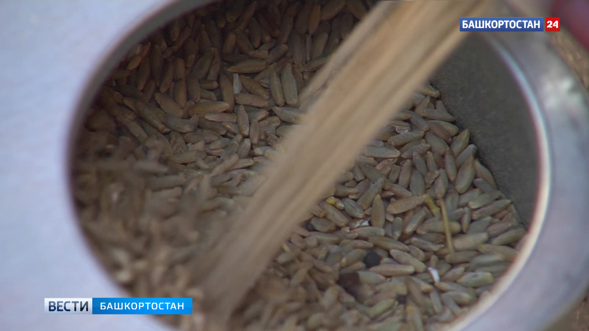   Башкортостан за полгода экспортировал свыше 300 тысяч тонн зерна и продуктов его переработки