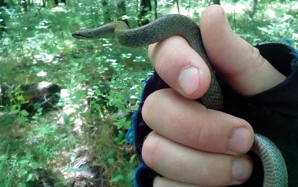 Медянка, фото — Андрей Луковихин
