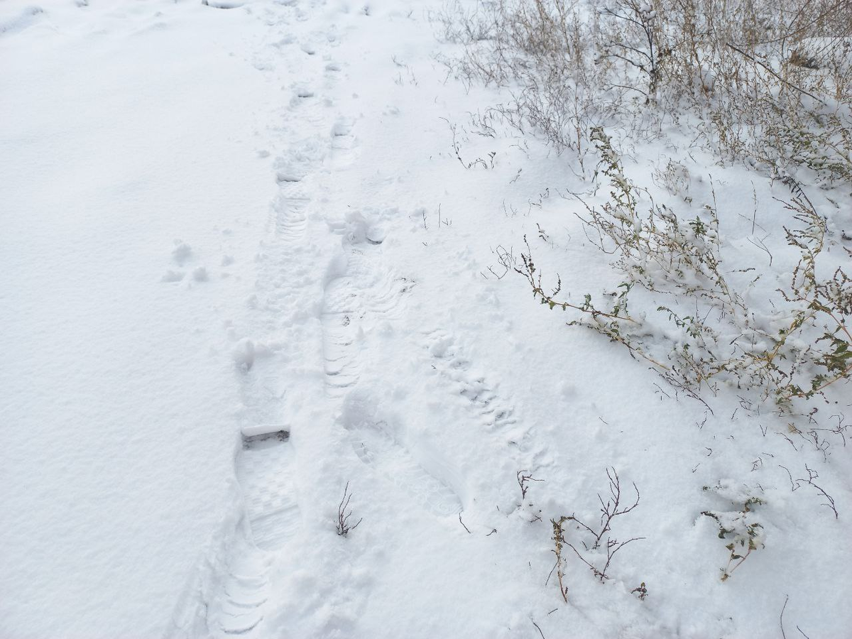 Фото автора.