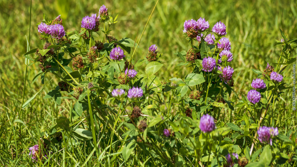 1. Клевер © NickFW.ru — 22.06.2024г.