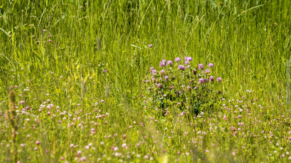 2. Клевер и прочие травы... © NickFW.ru — 22.06.2024г.