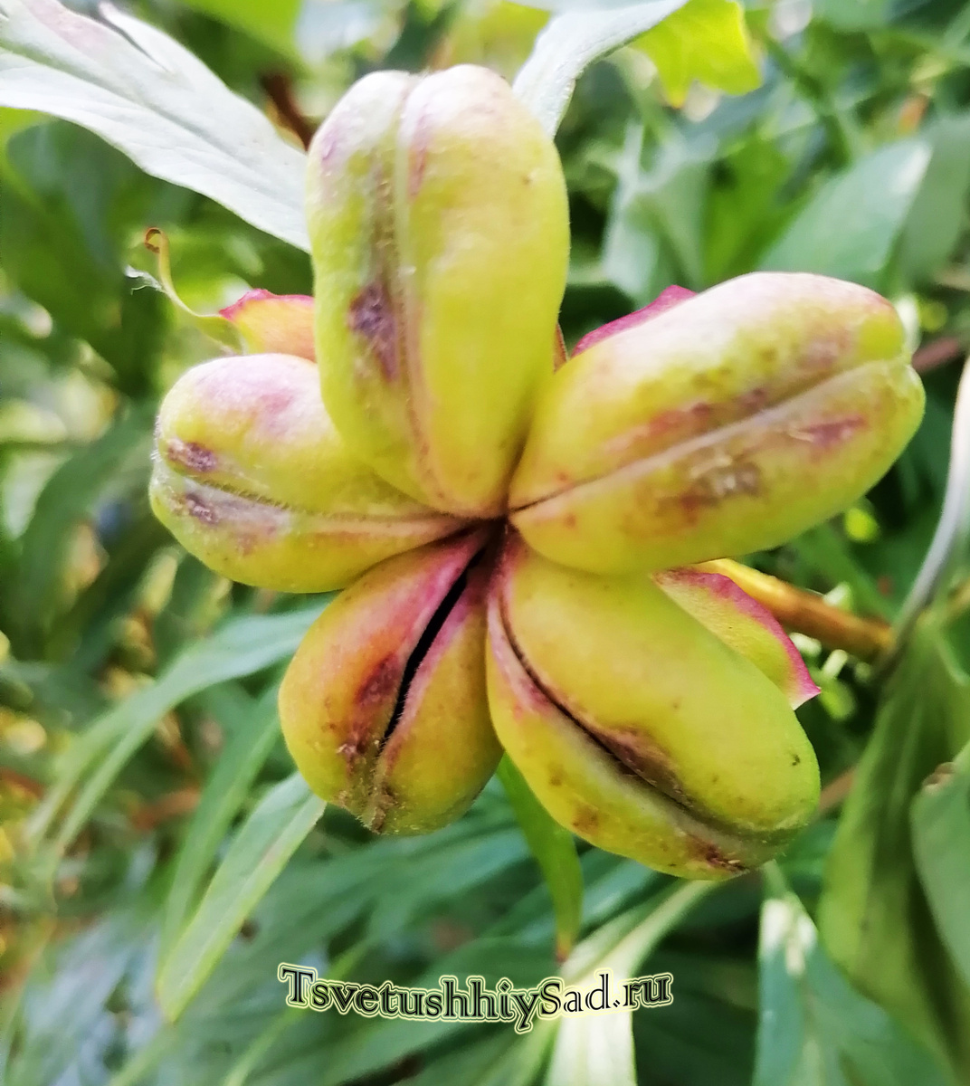 Скоро семенная коробочка у пиона раскроется