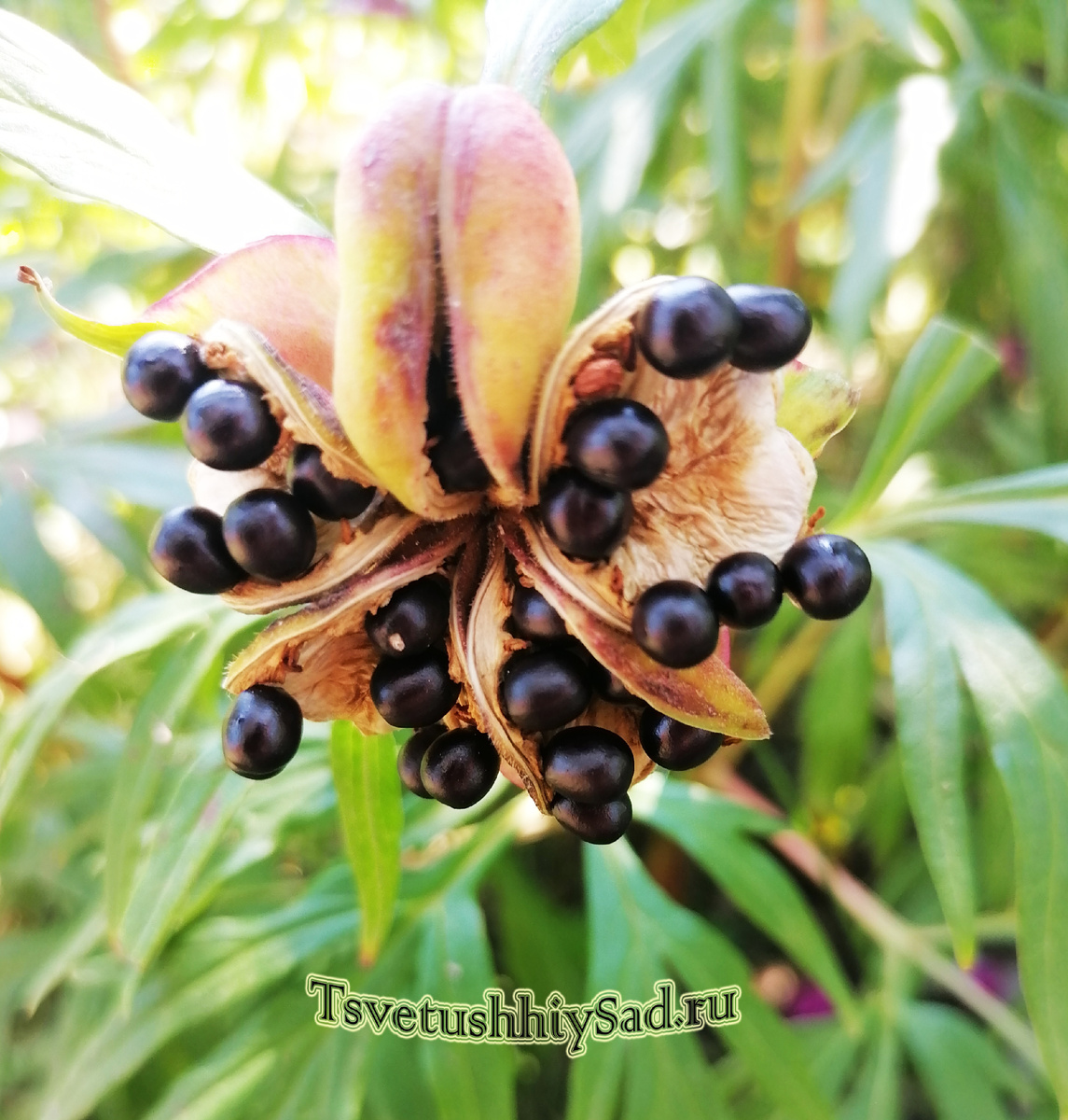 Семена пиона созрели