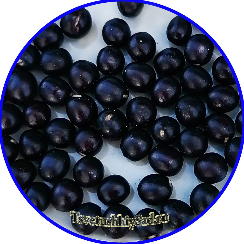 Собранные семена пиона