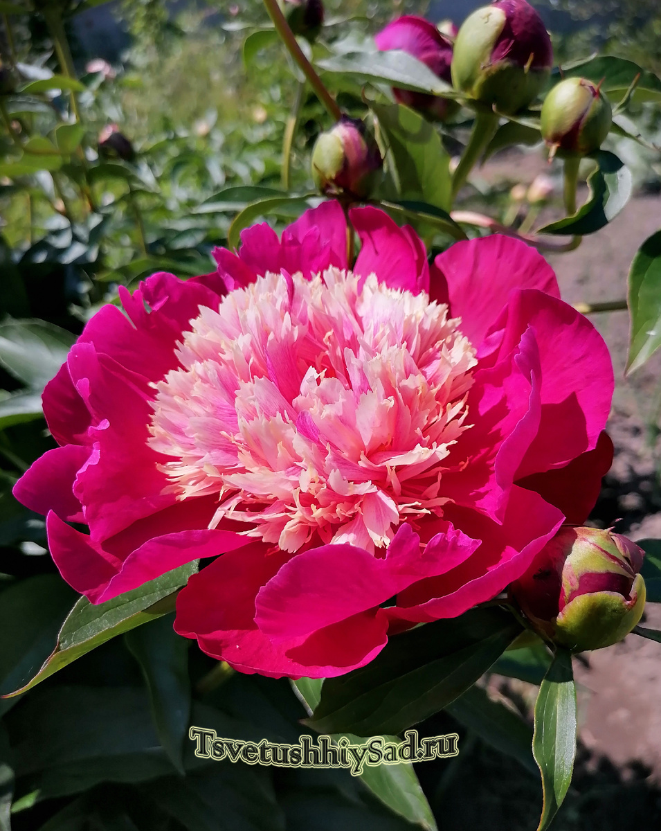 Пион Уайт Кэп