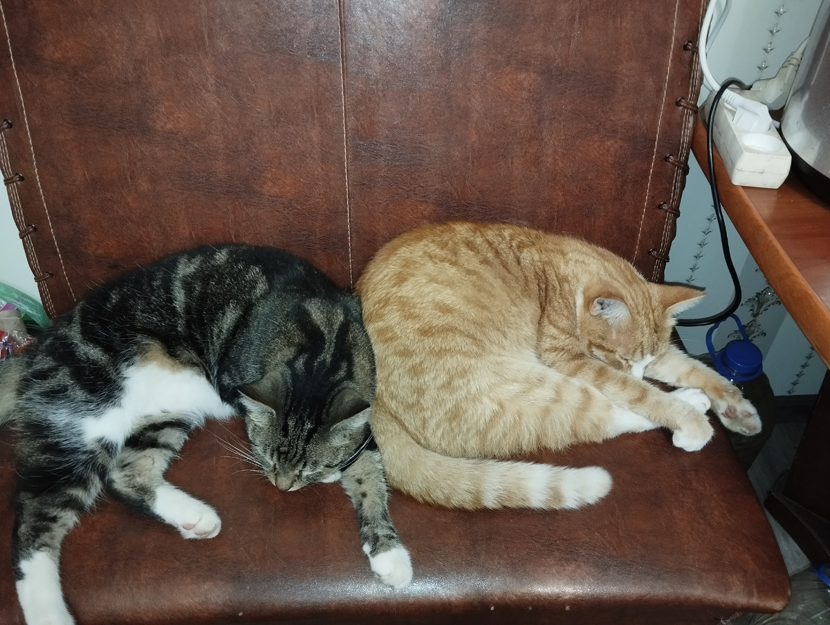 Например, вот этих товарищей 