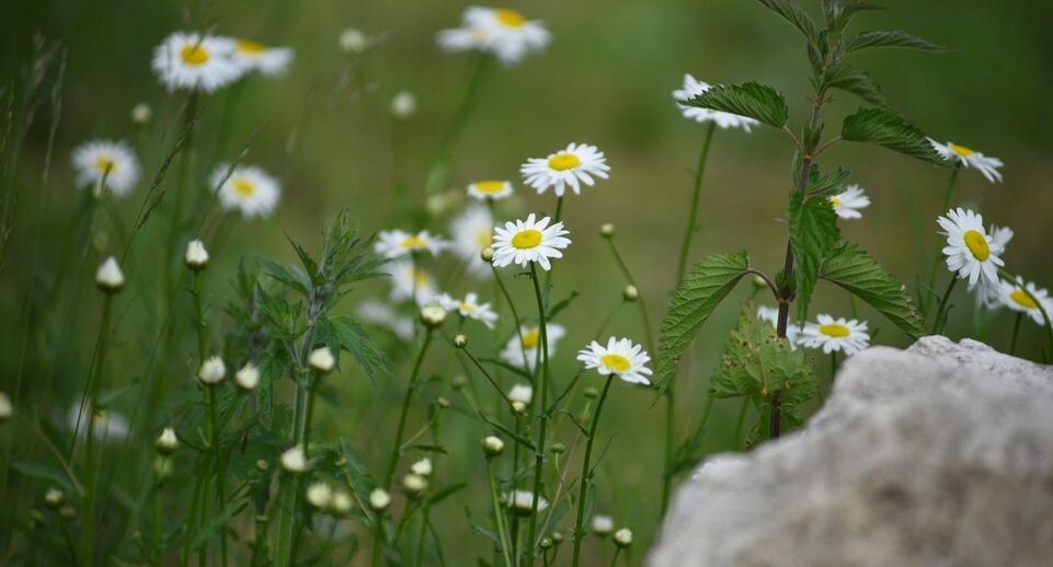    Медиасток.рф