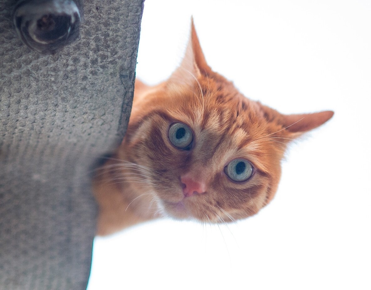 Картинки смешные коты