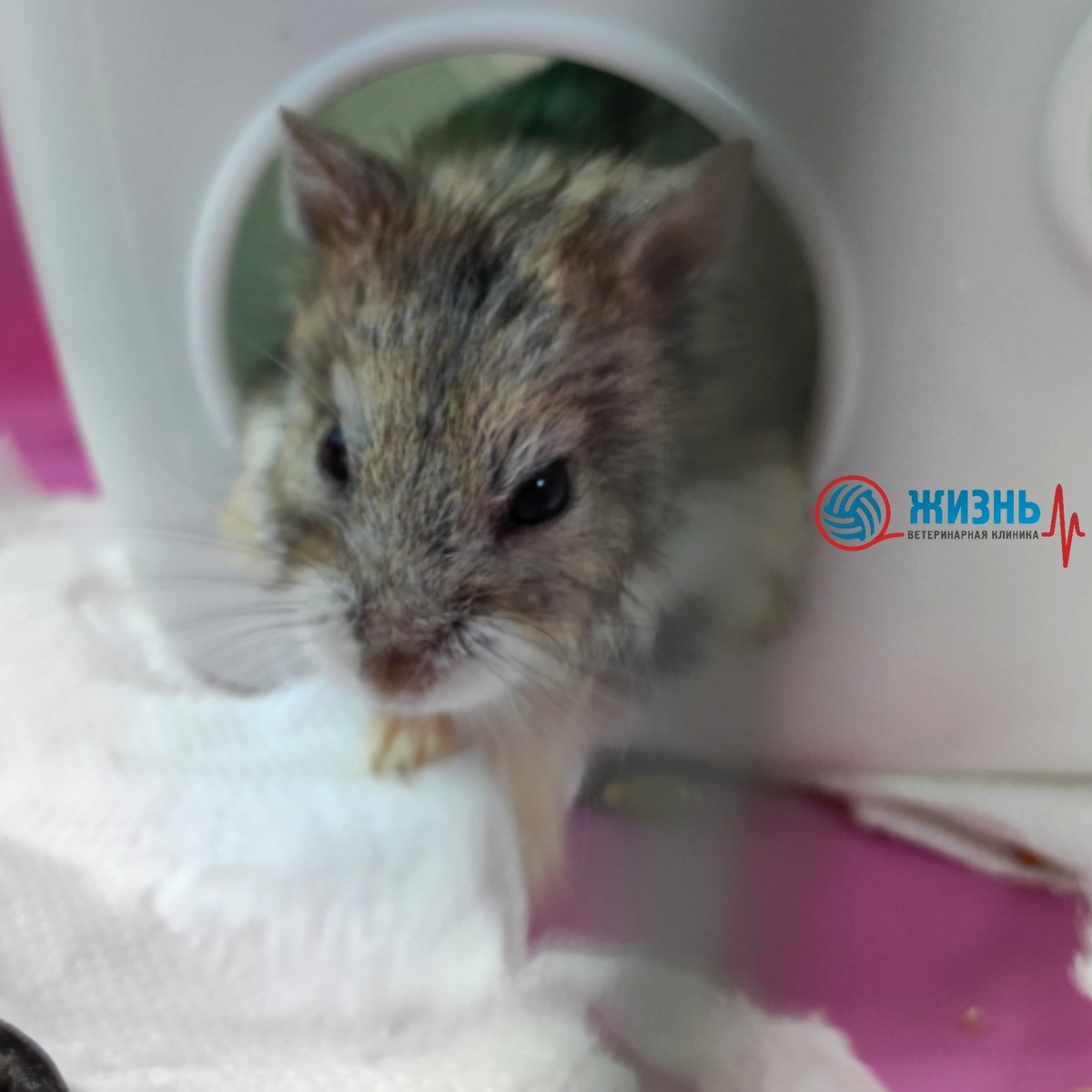 Хомяк Кай на приеме в ветеринарной клинике в Калуге Жизнь
