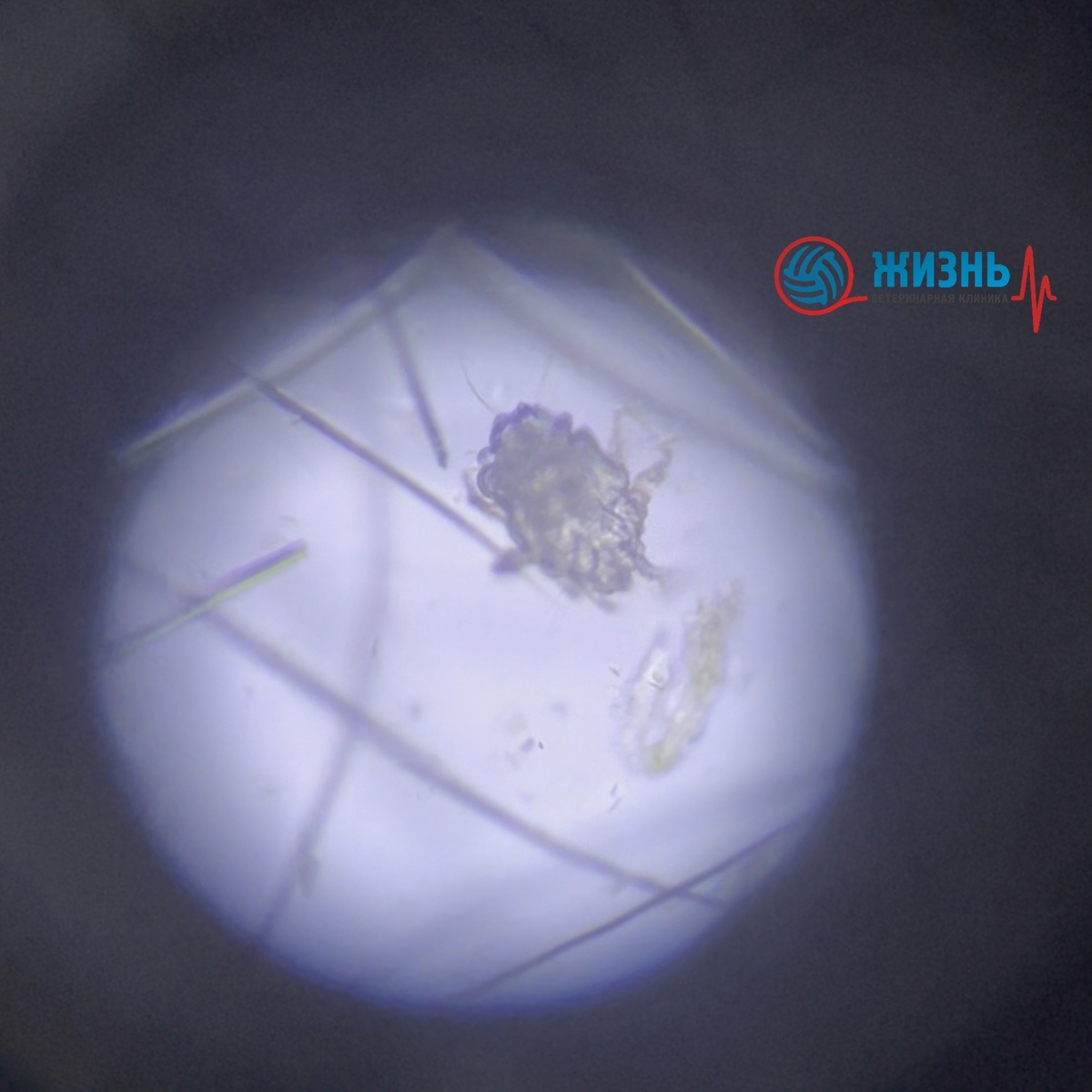 Чесоточный клещ у хомяка.