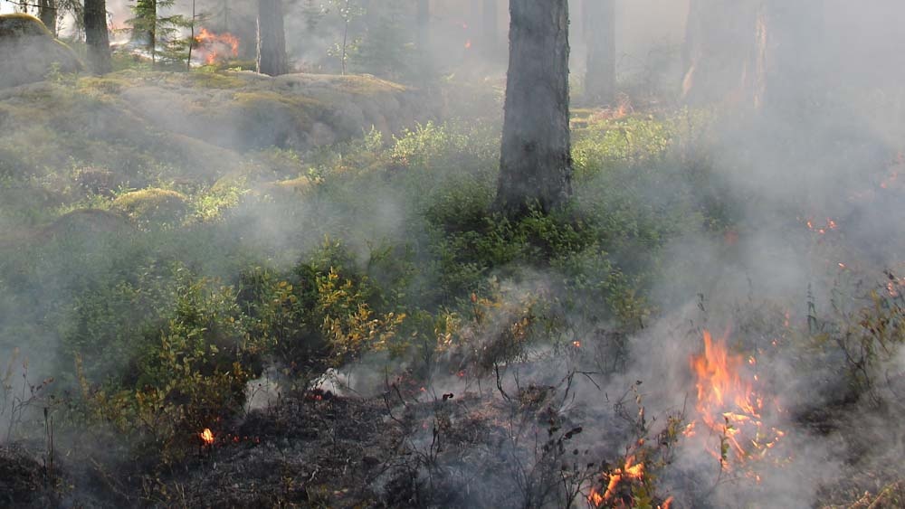 В ближайшие дни в Пермском крае ожидается высокая пожарная опасность – 4 класс горимости. С 16 по 19 июля местами вероятен риск лесных пожаров на территории Прикамья, предупреждает МЧС.