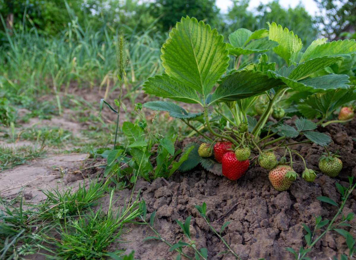 Что лучше всего сажать после клубники? Севооборот в выращивании фруктов и овощей имеет большое значение, поэтому полезно знать, что сажать после клубники.