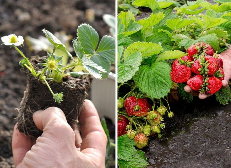 Наилучшие урожаи при выращивании клубники достигаются на второй год после посадки новых саженцев