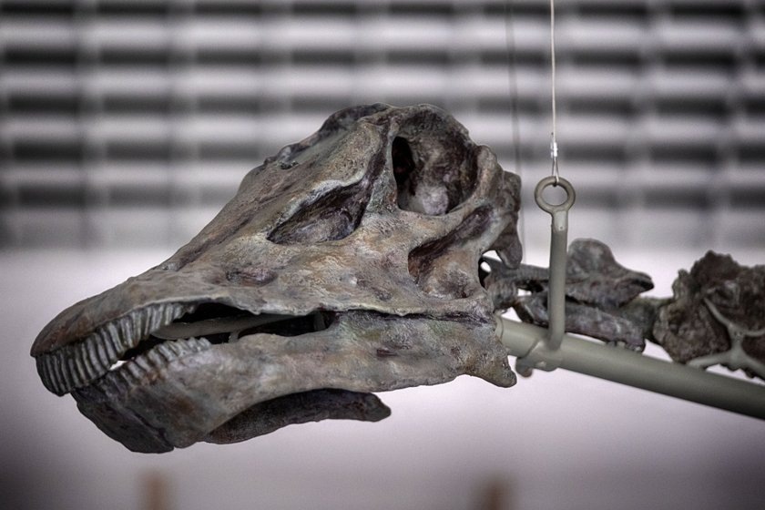 Музей естественной истории в Лос-Анджелесе на днях пополнился интересным экспонатом — единственным в мире динозавром, чьи кости зеленого цвета.-2