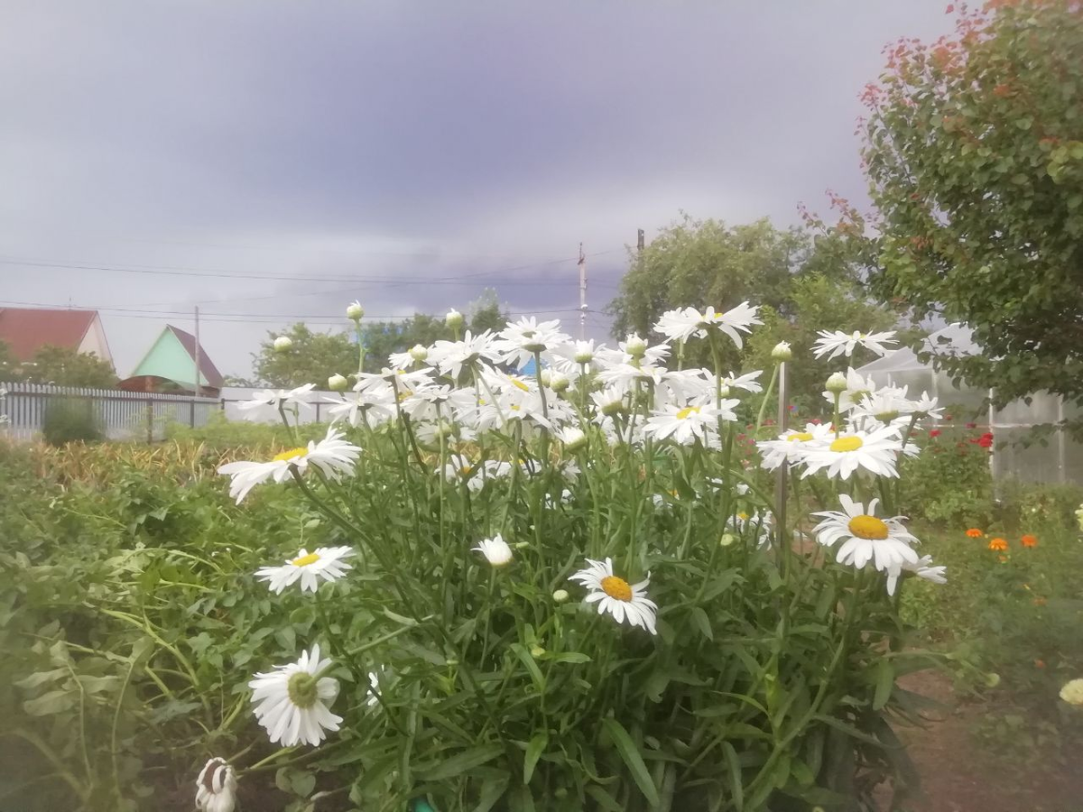 Вечер 15 июля. Брянская область. Дубровка.