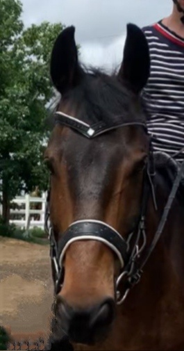 Наша любимая уздечка на память🥺