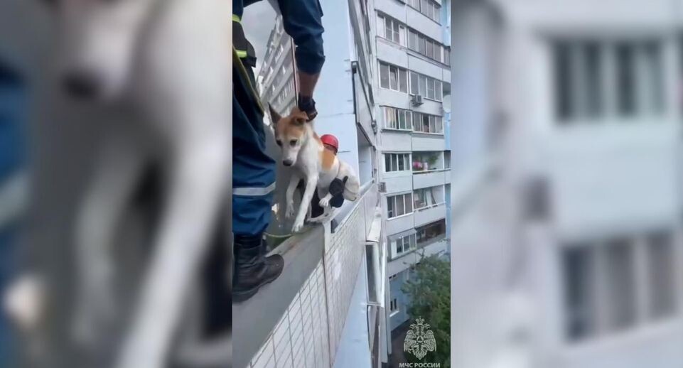 Хозяин собаки, которую спасли с запертого балкона в Москве, нашелся. В беседе с 360.ru мужчина по имени Леонид заявил, что не оставлял животное на двое суток без воды и пищи.