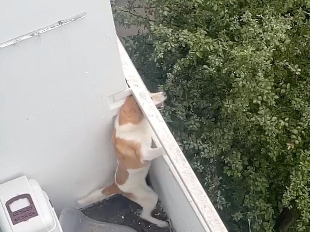    Собака, просидевшая двое суток без еды и воды на балконе многоэтажки на юго-западе Москвы© Соцсети