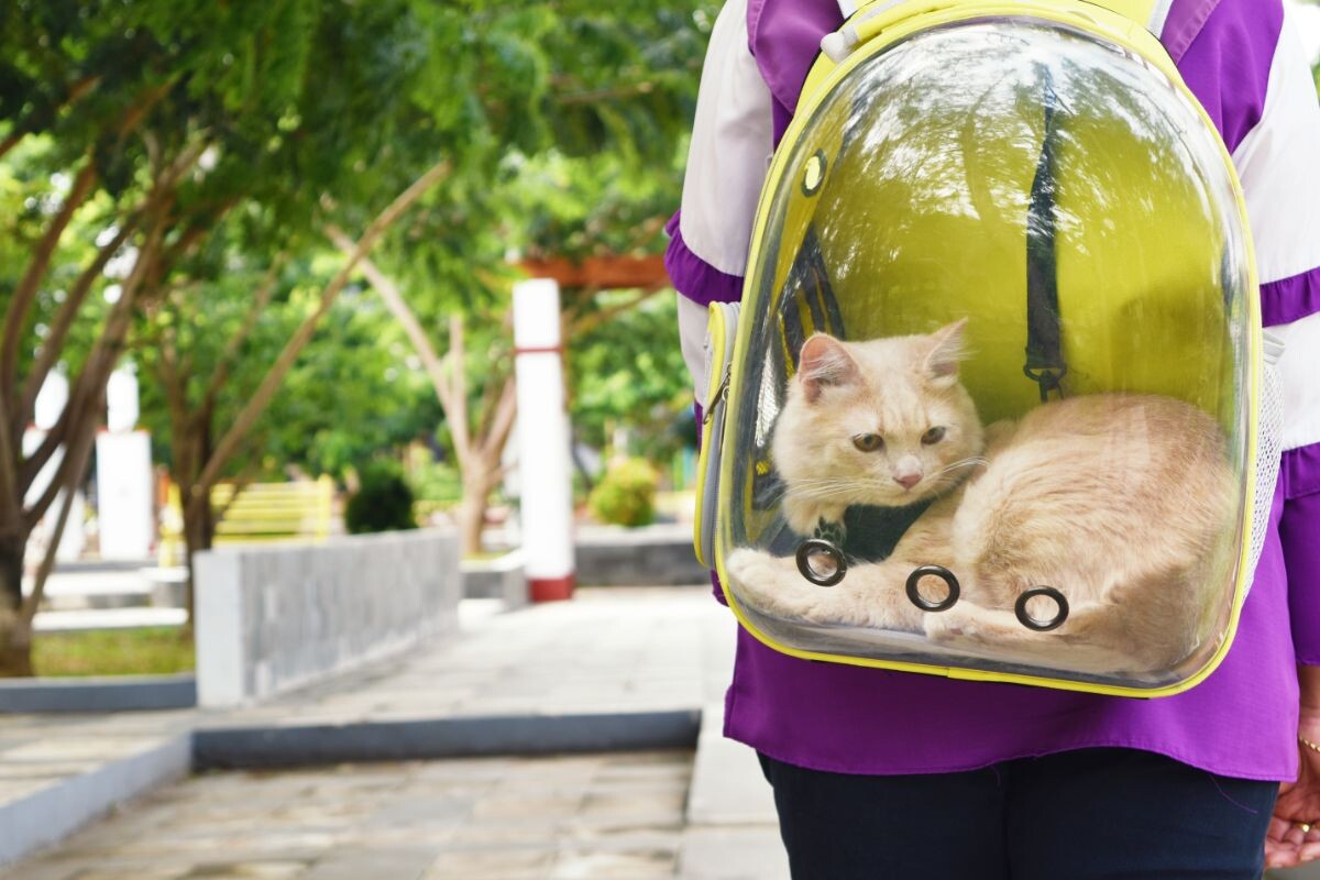 Кошка в рюкзаке 