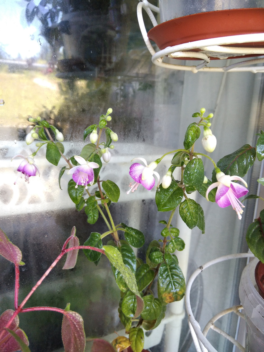 Thamar. Никак не хочет расти кустиком. Две палки вверх. С весны плохо себя чувствовал, только сейчас решил порадовать цветением. Берегу его в тени. 