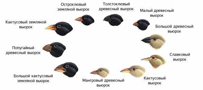 Вьюрки Дарвина как хрестоматийный пример естественного отбора