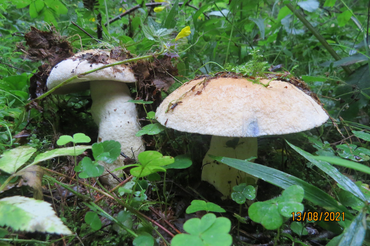 Соломенный цвет и войлочная поверхность шляпки - отличительные признаки синяков. Фото Лидии Бам.