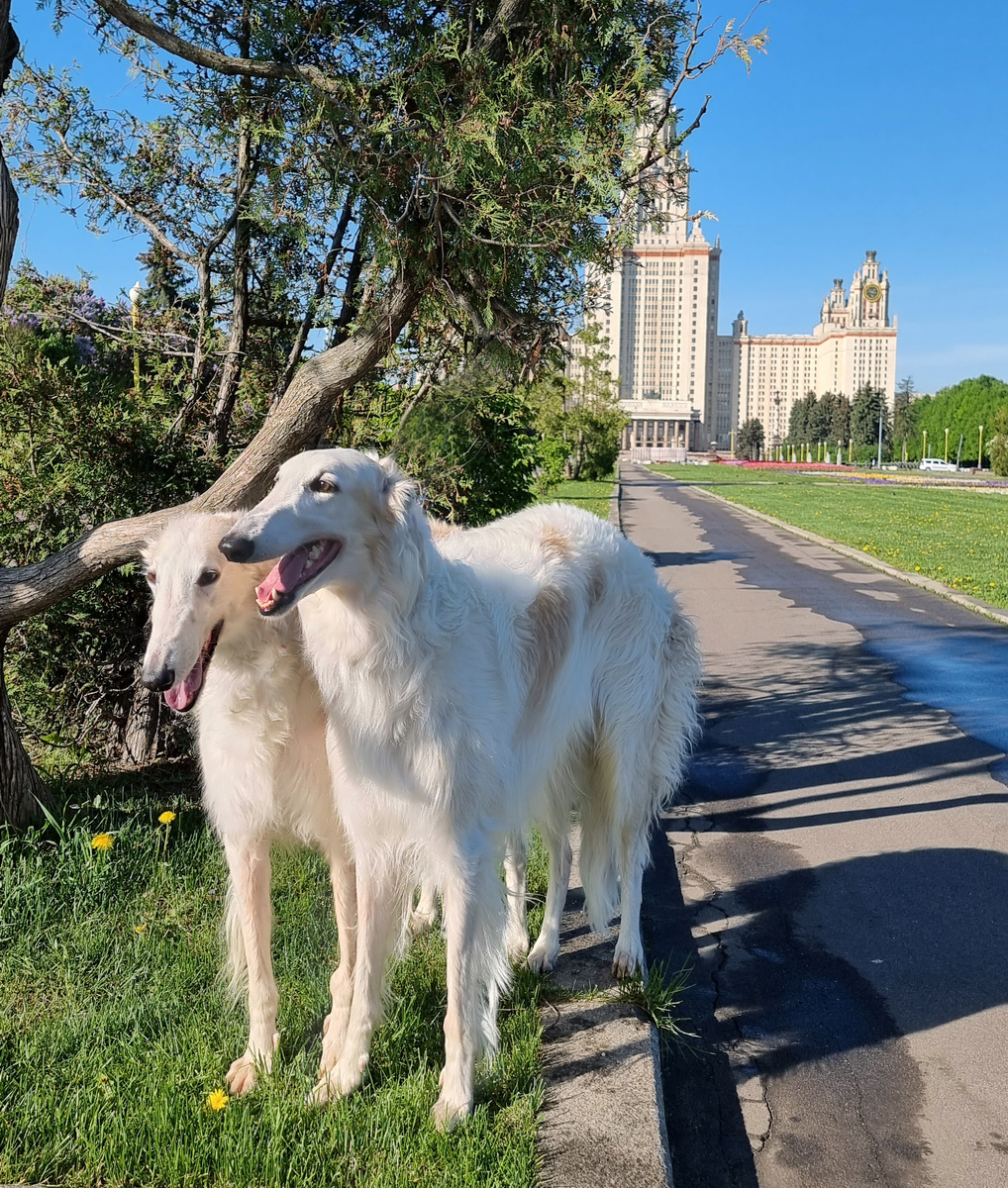 Классика. Русские псовые борзые