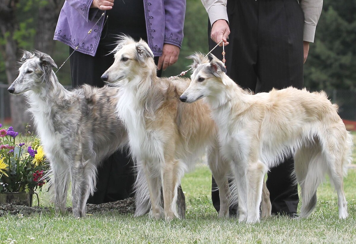 Силкены. Источник silkenwindsprite.breedarchive.com Наиболее приятный лично для меня тип