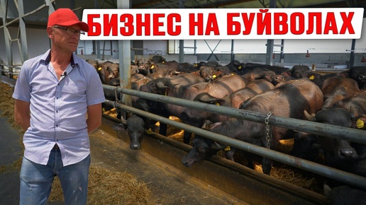 Первая буйволиная ферма в России | Бизнес на буйволах | Молочная ферма | Животноводство