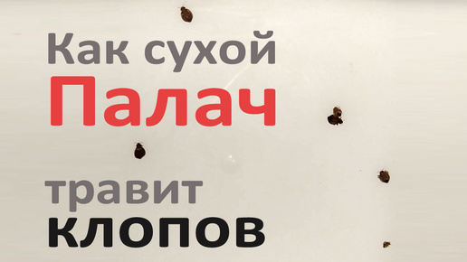 Проверяем, как Палач убивает клопов после высыхания на поверхности