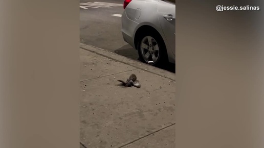 Крыса поймала и унесла под машину голубя! Нью-Йорк