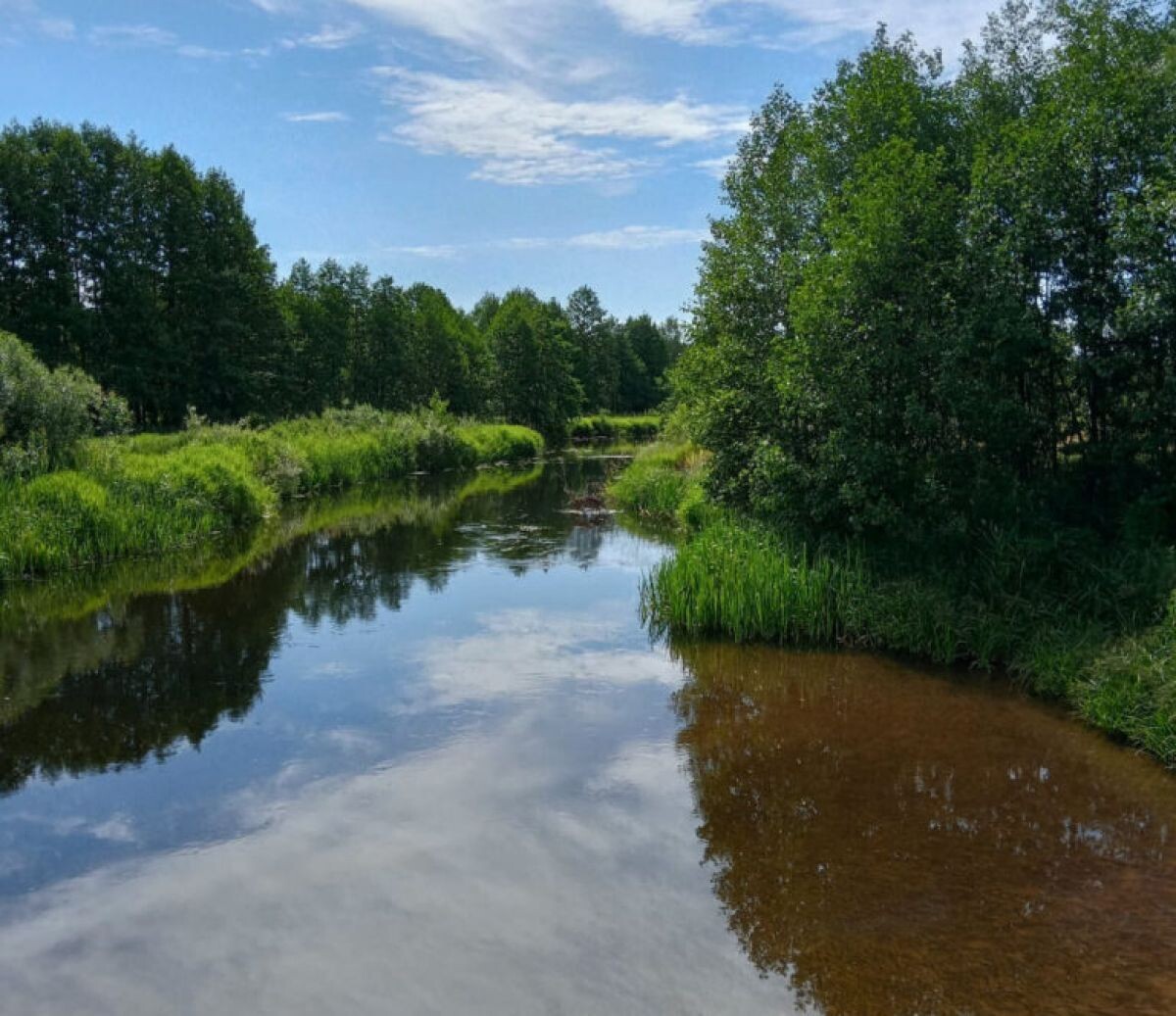 11 июля был определен исполнитель работ по расчистке реки Колпь в Селивановском районе.