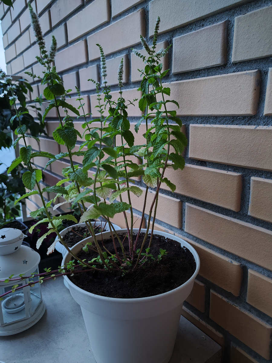 Мята (фото автора)