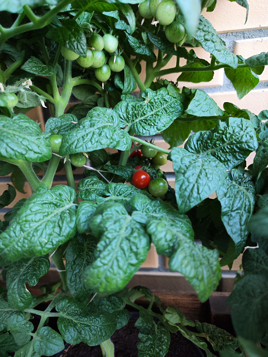 Созревание томатов (фото автора 1) 