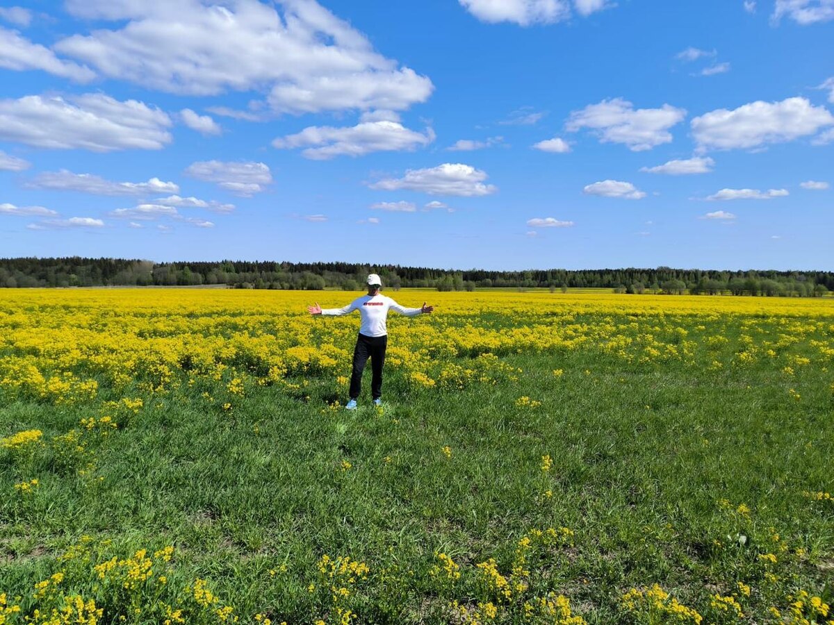 Плантация сурепки