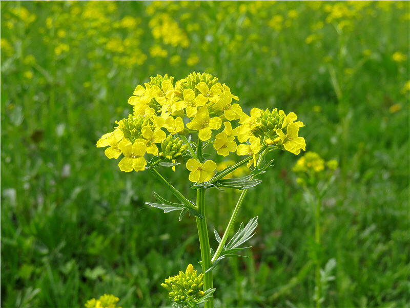 Сурепка цветок