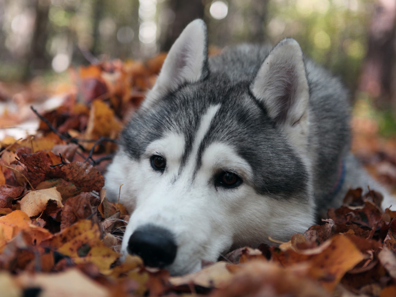 Правило первое: сначала покорми собаку и лишь потом ешь сам! Кормление должно происходить после прогулки!!!
