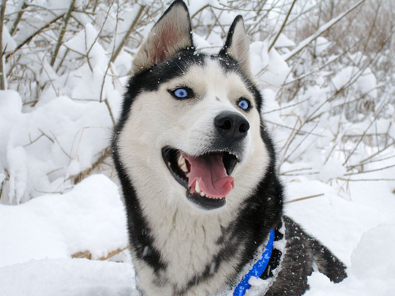 Сухие  корма иногда приедаются собаке и порой она может перестать есть  «надоевшие» ей сухарики. В этом случае предложите ей консервы  (предпочтительно этой же фирмы-изготовителя). Этим вы внесете  определённое разнообразие в меню вашей собаки. Имейте ввиду, что один и  тот же корм по разному переносится разными собаками. Тщательно  подбирайте корм для своего любимца. Необходимо учитывать, что щенок  лучше адаптирован к корму, которым ранее кормили его маму прежние ее  хозяева.