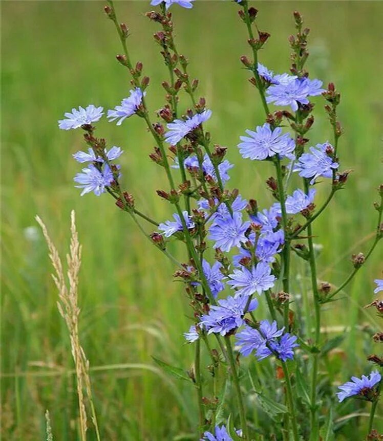 Дикорастущий цикорий