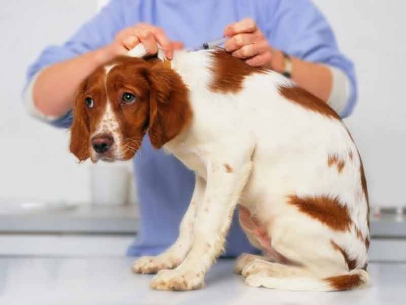 Порой  владельцы собак принимают роль ветеринаров, чтобы лечить своего  питомца. Владельцам приходится выполнять различные процедуры своим  подопечным, в том числе и самостоятельно делать уколы им как с целью  вылечить собаку, так и при проведении курса витаминотерапии.