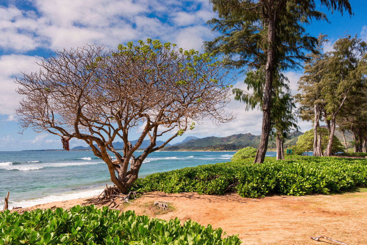 Источник: https://ru.freepik.com/free-photo/beautiful-scenery-lot-tropical-green-plants-surrounded-by-high-mountains_10542503.htm#fromView=search&page=1&position=22&uuid=df6bb7da-b9d9-44ec-ac55-795d790dc921&query=%D0%90%D1%84%D1%80%D0%B8%D0%BA%D0%B0+%D0%BA%D1%83%D1%80%D0%BE%D1%80%D1%82