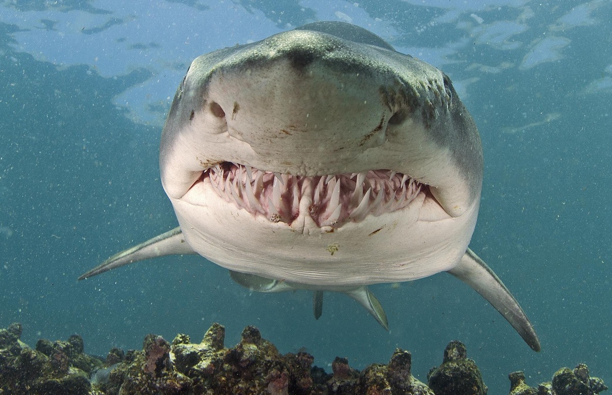 1) Тигровые акулы получили свое название из-за темных вертикальных полосок, которые в основном встречаются у молодых особей. По мере взросления тигровой акулы линии начинают бледнеть и почти исчезают.