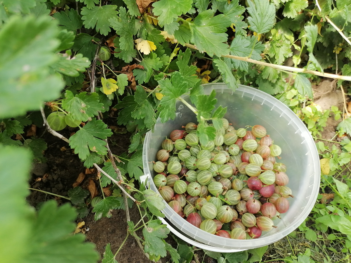 Фото автора Сбор крыжовника