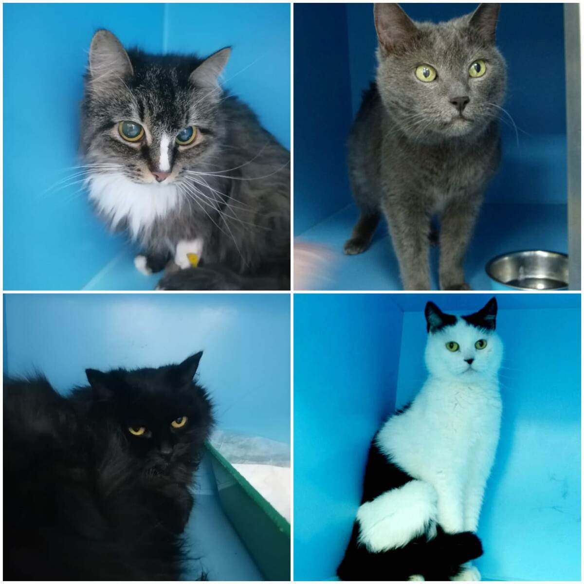 Вот тот самый квартет. Уже в Зооцентре