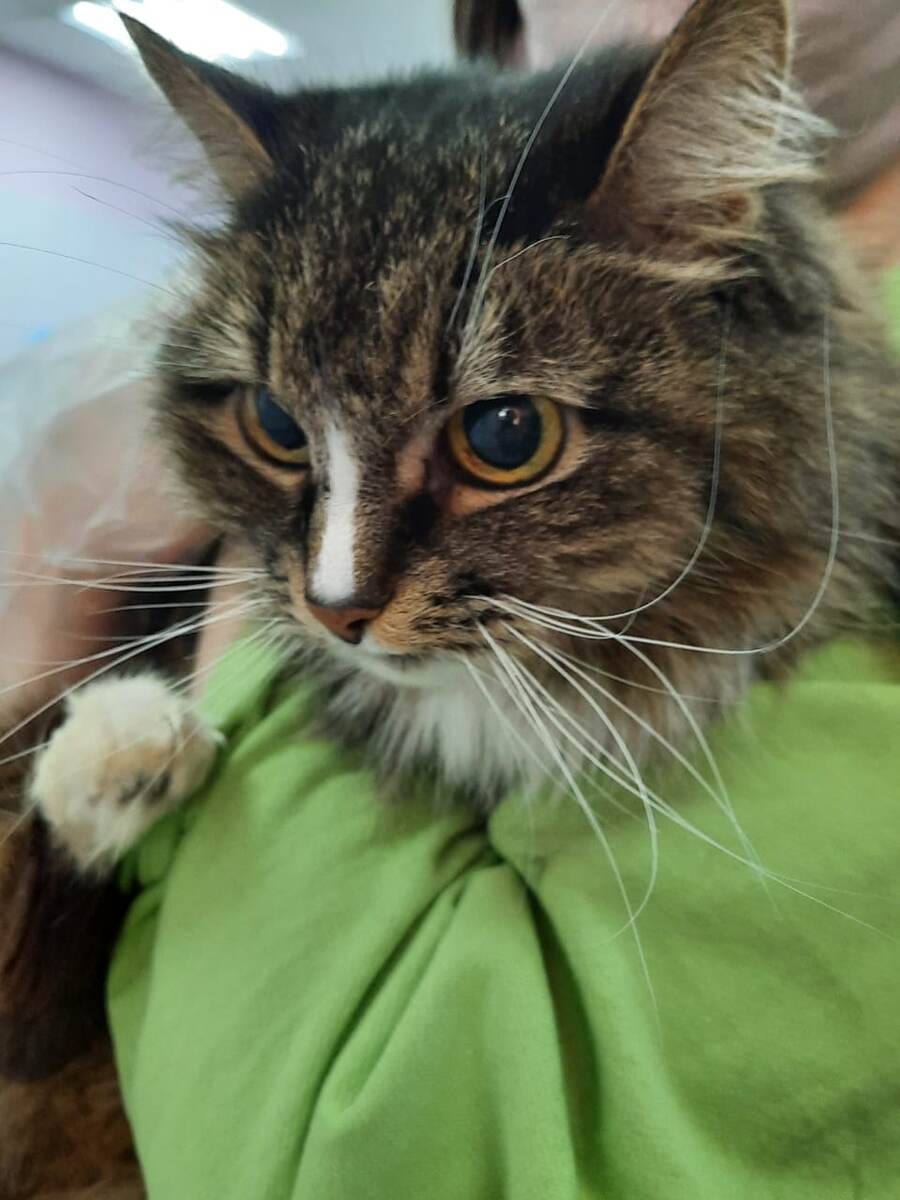 Нежная красавица